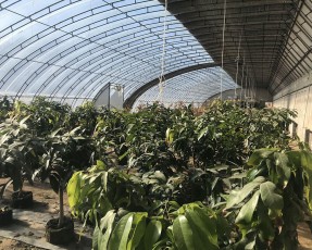 溫室大棚建設的土壤選擇