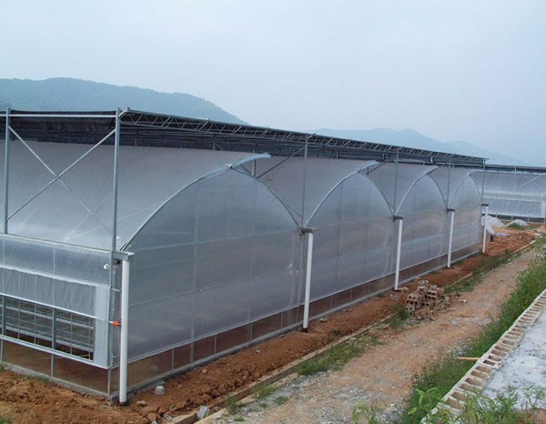 連棟薄膜溫室
